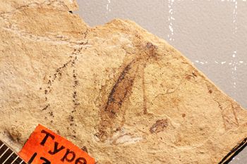 Media type: image;   Entomology PALE-1321